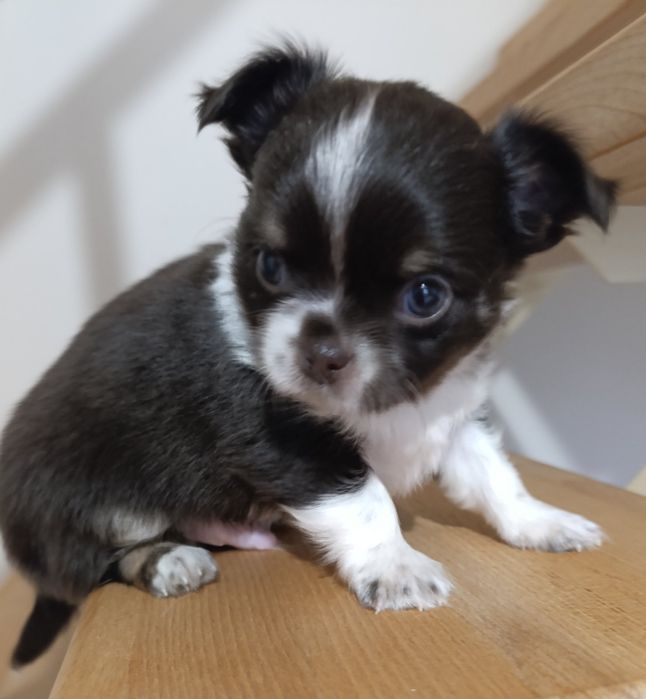 Довгошерстний шоколадний