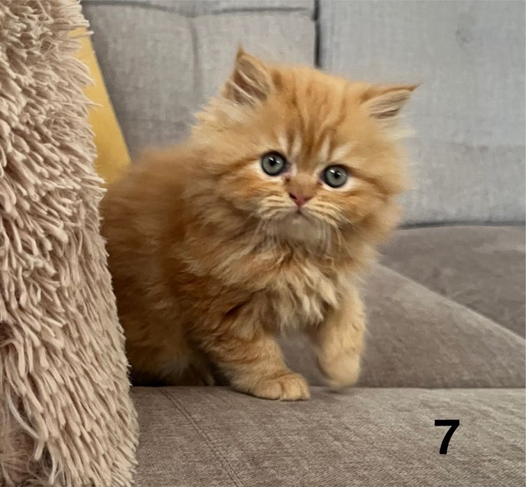 Rudo-biszkoptowa kotka perska