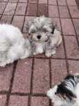 Shih-Tzu  suczka