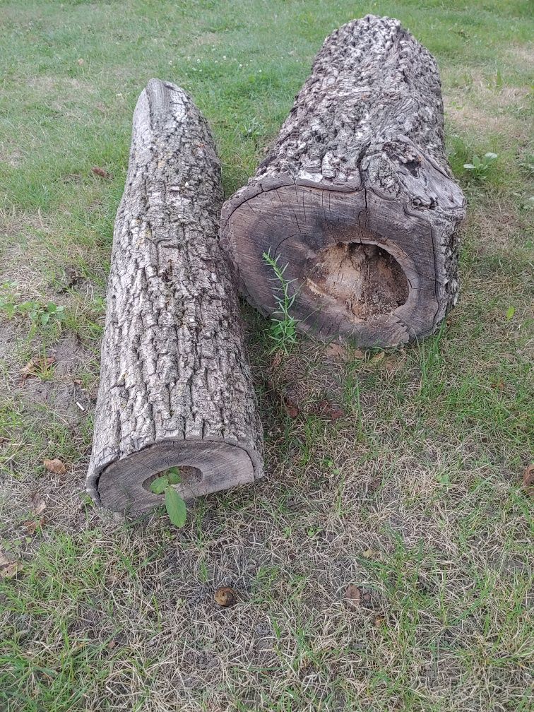 Drzewo orzech włoski