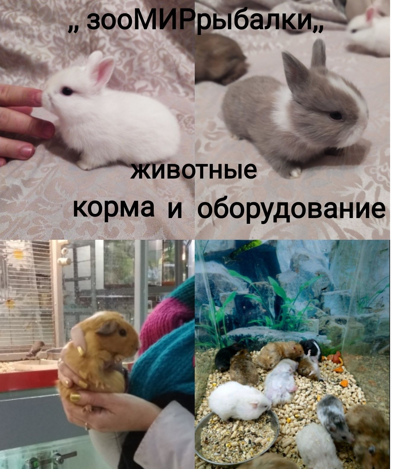 Декоративный карликовый кролик короткошёрстный