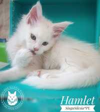 Biały kocurek Hamlet FPL/FIFe
