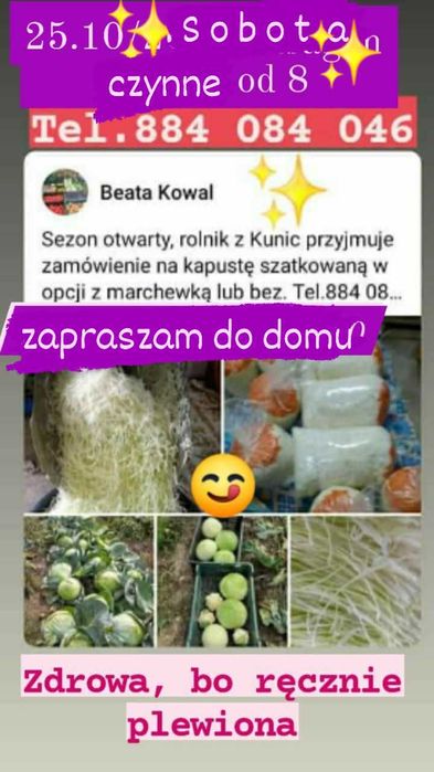 Kapusta kamienna głowa do kiszenia  szatkowana