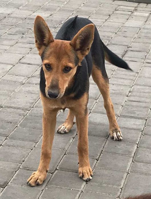 Пристраивается  собачка