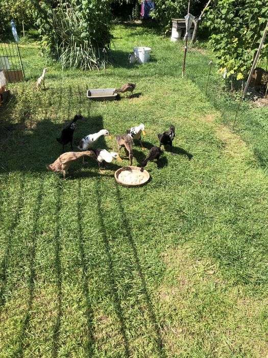 Kaczki biegusy 3 miesięczne