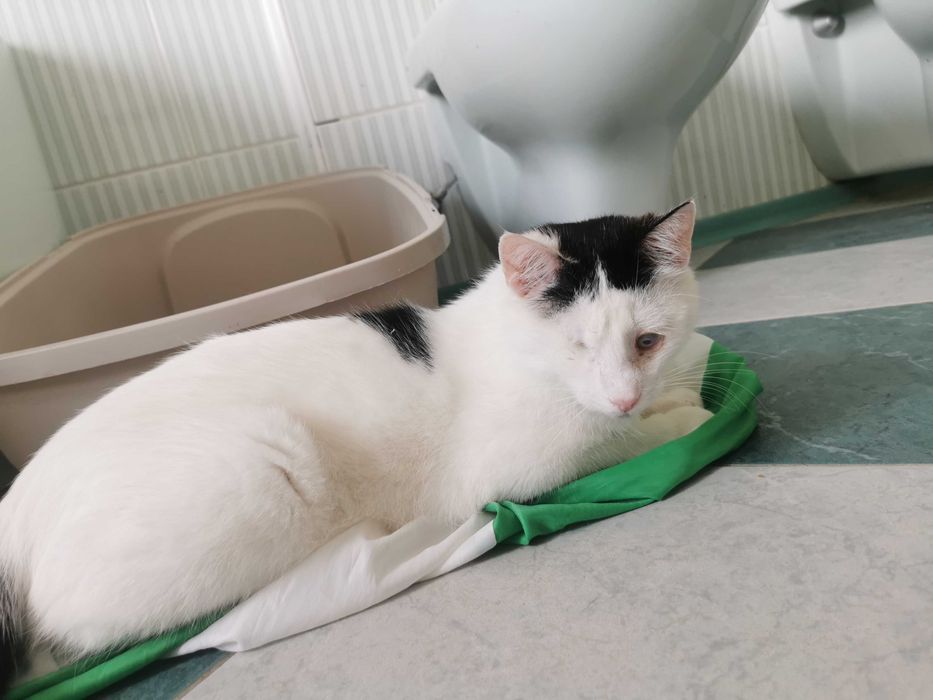 Likier - wyjątkowy i chętny do zabawy