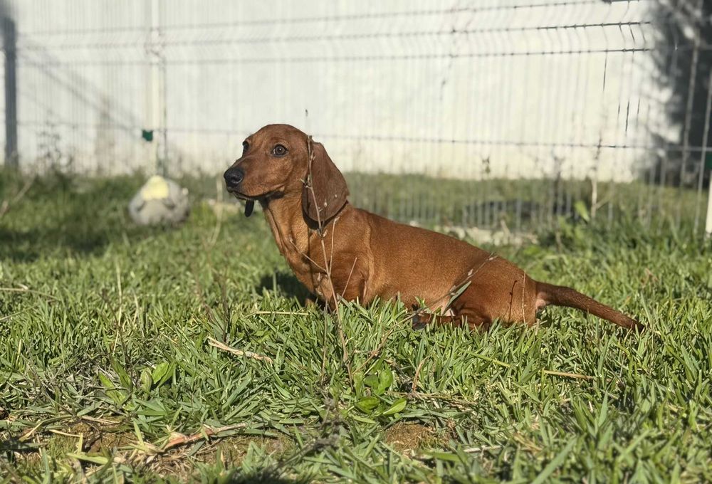 Teckel macho standard