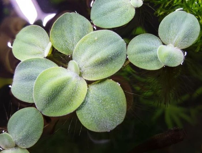 Pistia - roślina akwariowa