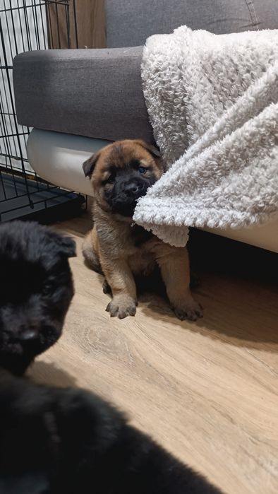 Oddam szczeniaki chow chow