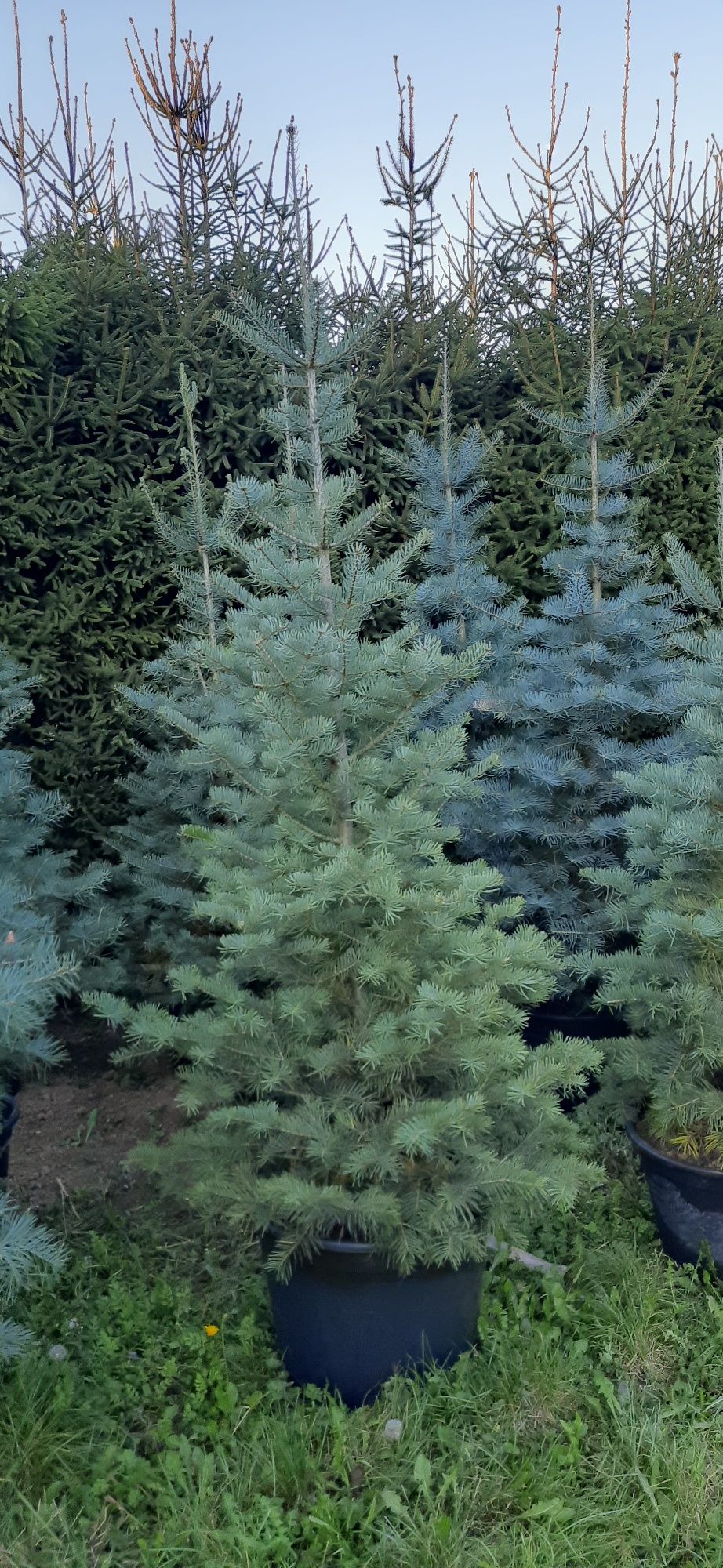 Jodła Kalifornijska od 130cm do 300cm w donicy, kopane z gruntu,