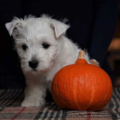 Piesek do odbioru West Highland White Terrier ZKwP/FCI