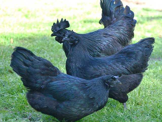 Яйце на інкубацію, курчата, Ухейілюй.