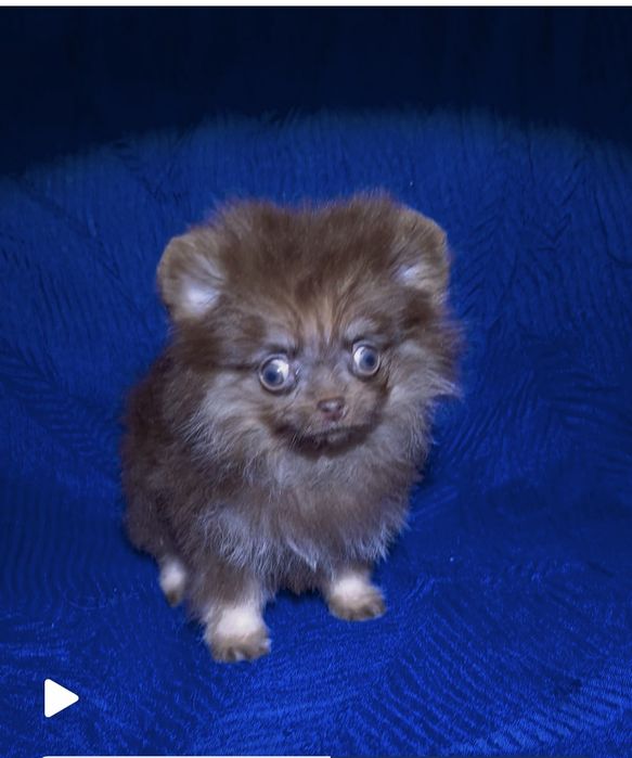 Мальчик шоколадный