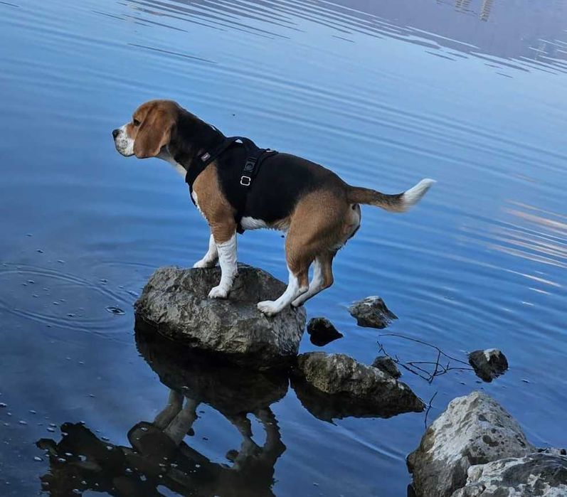 Cudowne szczenię BEAGLE ZKWP po championie