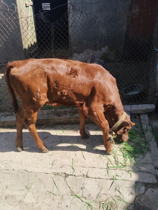 Продам теля.Дівчинка