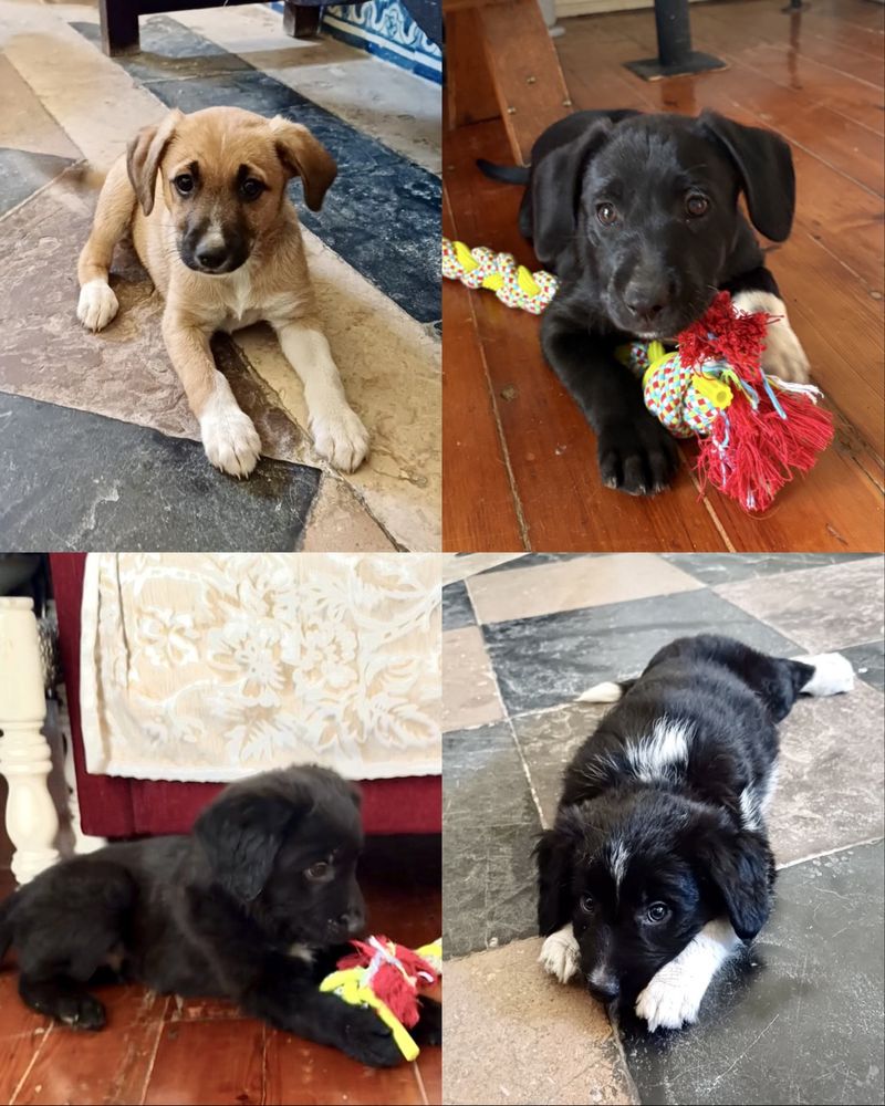 Cães Bebés para Adoção Responsável