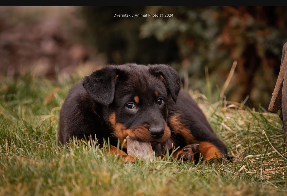 Цуценята Босерона від чемпіонів України, питомник