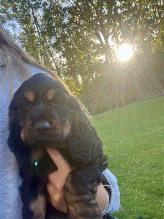 Cocker spaniel angielski
