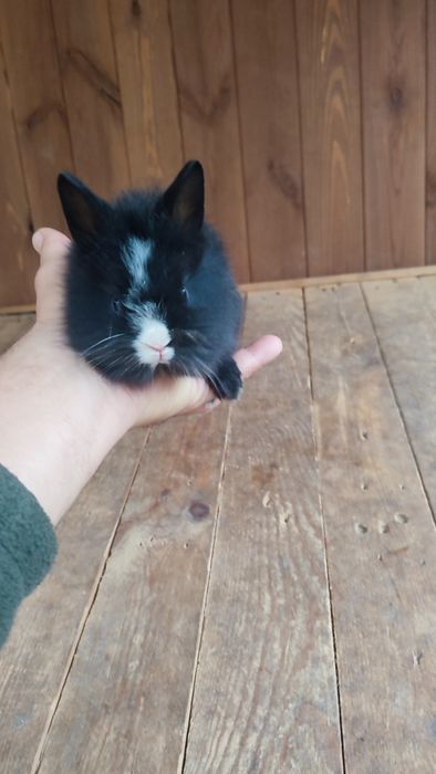 Królik króliki miniaturka miniaturki Teddy