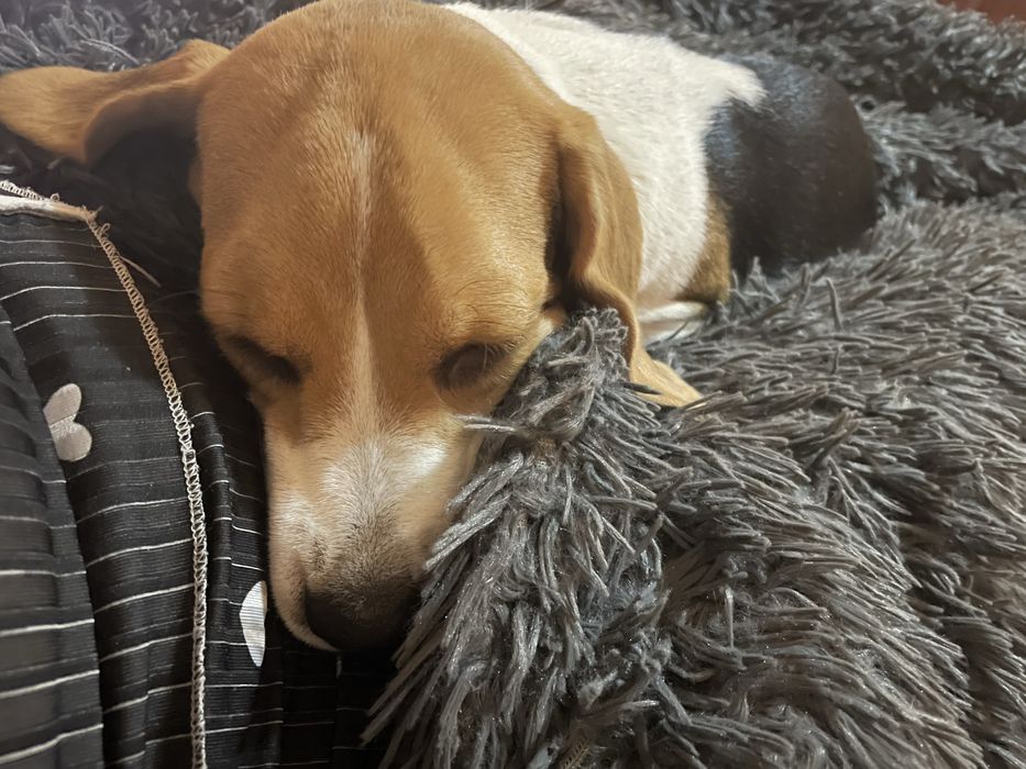 Собака, дівчинка бігль