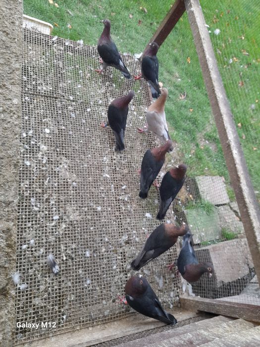 Gołębie pocztowe opal reduced gimel frill rubella tygrysy pensil