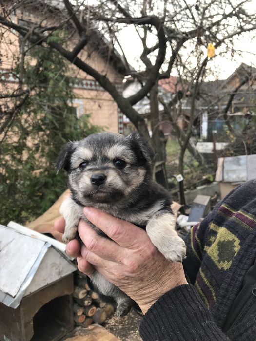 Цуценя віддам в добрі руки