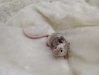 Mysz Dumbo Merle (samica) MASSON