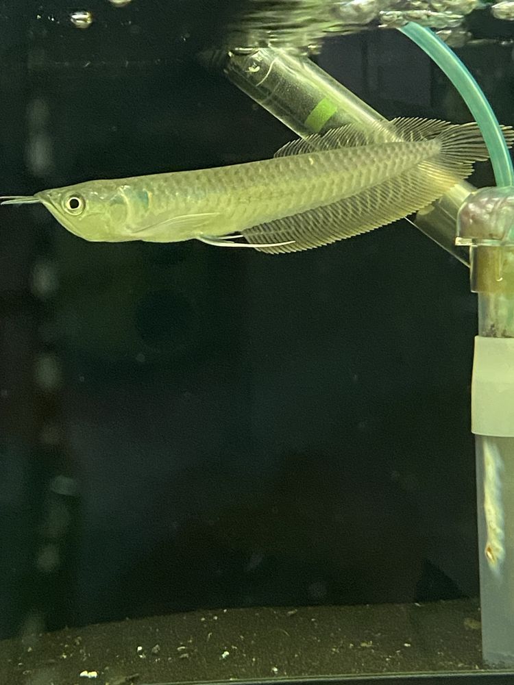 Arowana srebrna 15cm