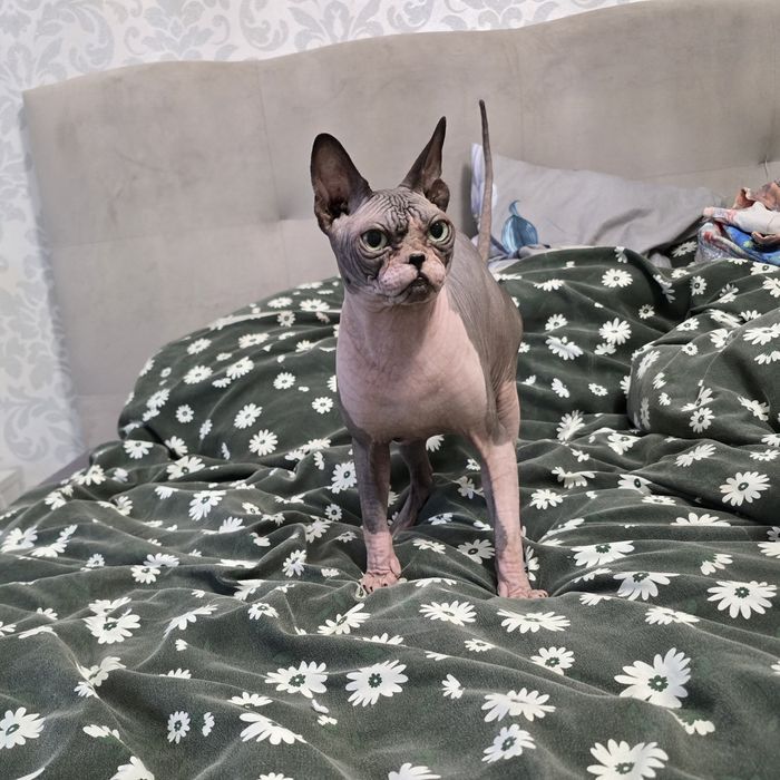 Dorosły kocurek sfinks, gotowy do odbioru