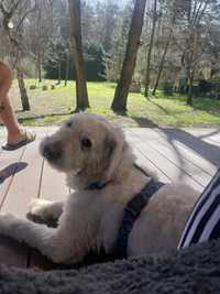 REPCIO-  pro-ludzki pies szuka domu z ogrodem