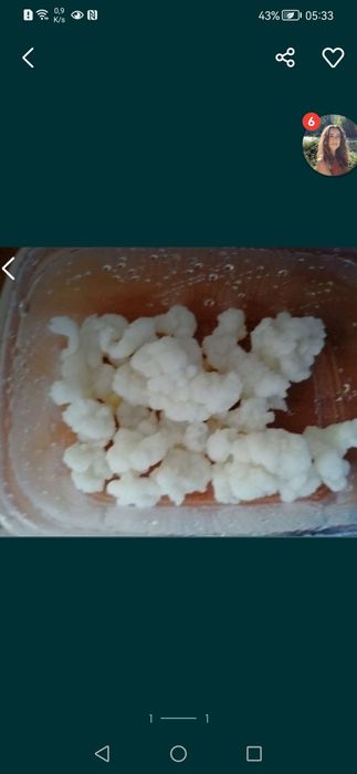 Grzybek tybetański starter kefiru