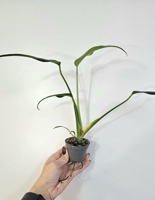 Monstera Burle Marx flame