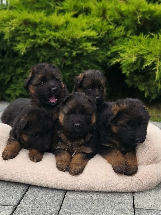 Owczarek Niemiecki Długowłosy -piesek  szczenię