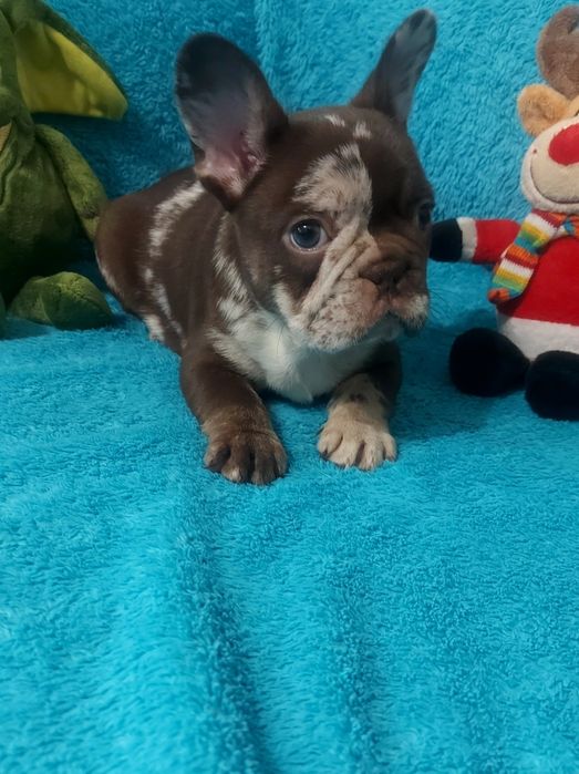 ВІП красуня, ізабелла роджо мерле