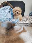 Maltipoo chłopiec Warszawa pudel maltańczyk