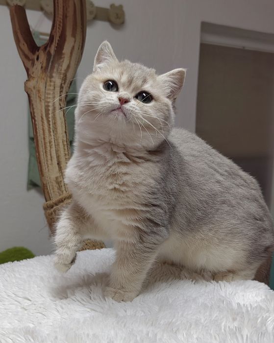 Menina British shorthair blue golden