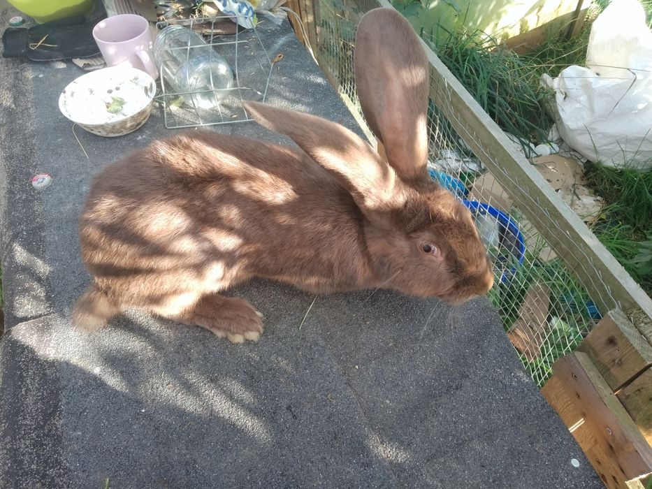 Olbrzym srokacz havana z rodowodem