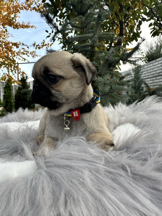 Красуня мопс ))