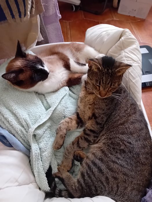 Grátis - 2 Gatos para adoção - Distrito Viseu