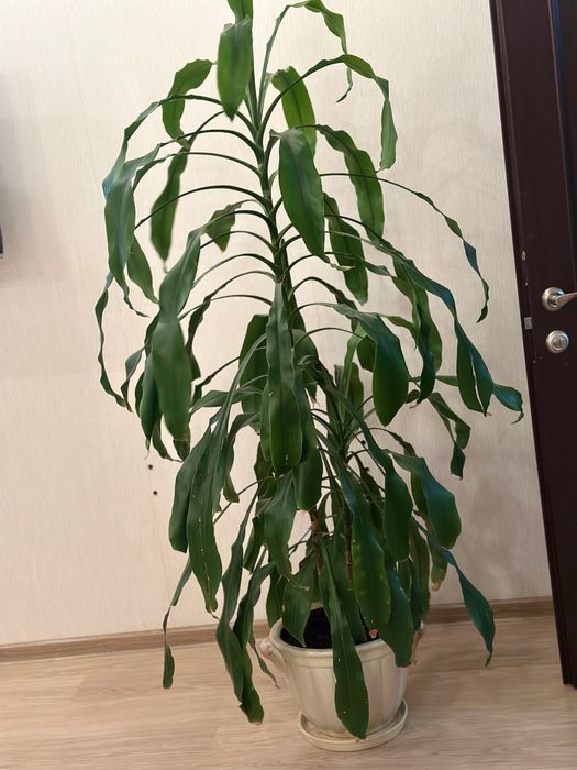 Вазон великий в горшку (драцена)