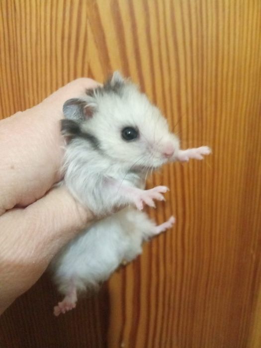 хомяк королевский домашний добрый