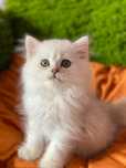 British  longhair