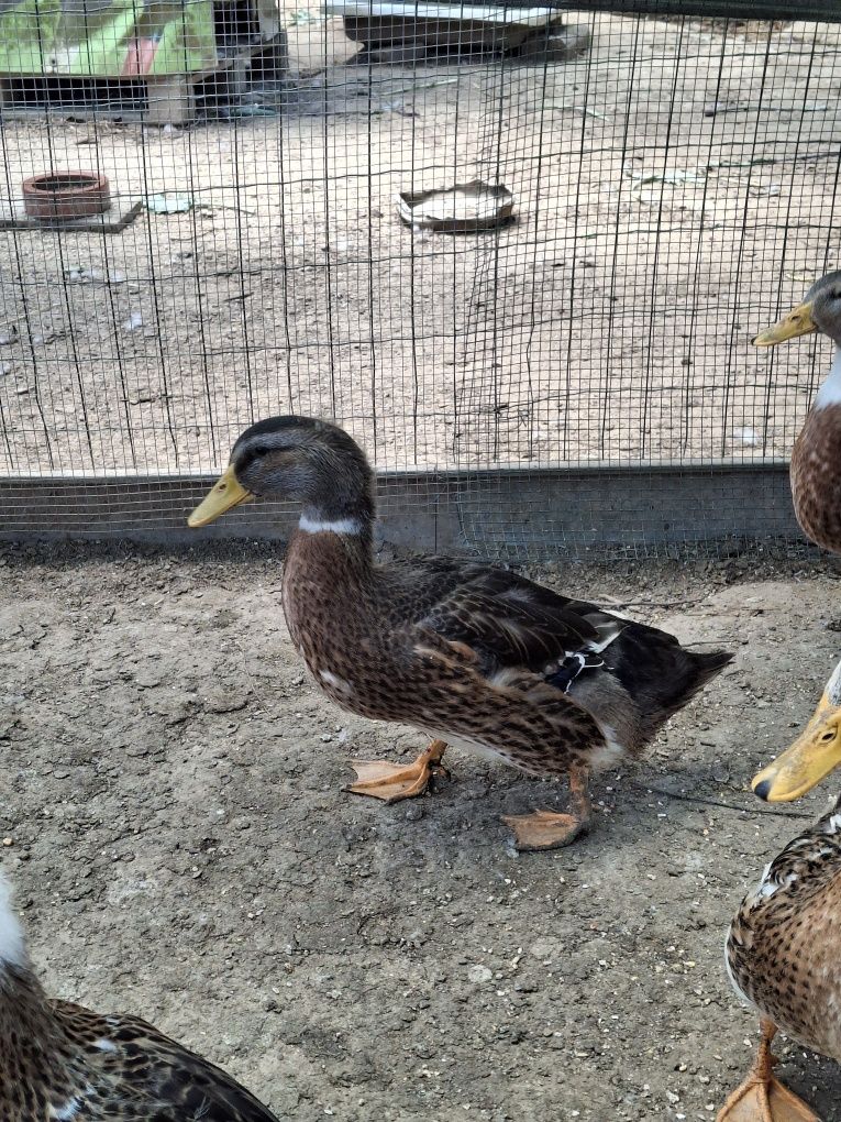 Patos Rouen com 2 meses