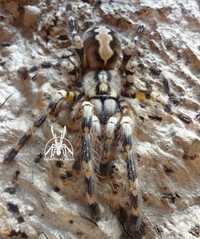 Паук Poecilotheria fasciata "ЯД!", самка