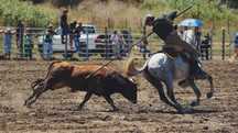 Cavalo cruzado com 14 anos
