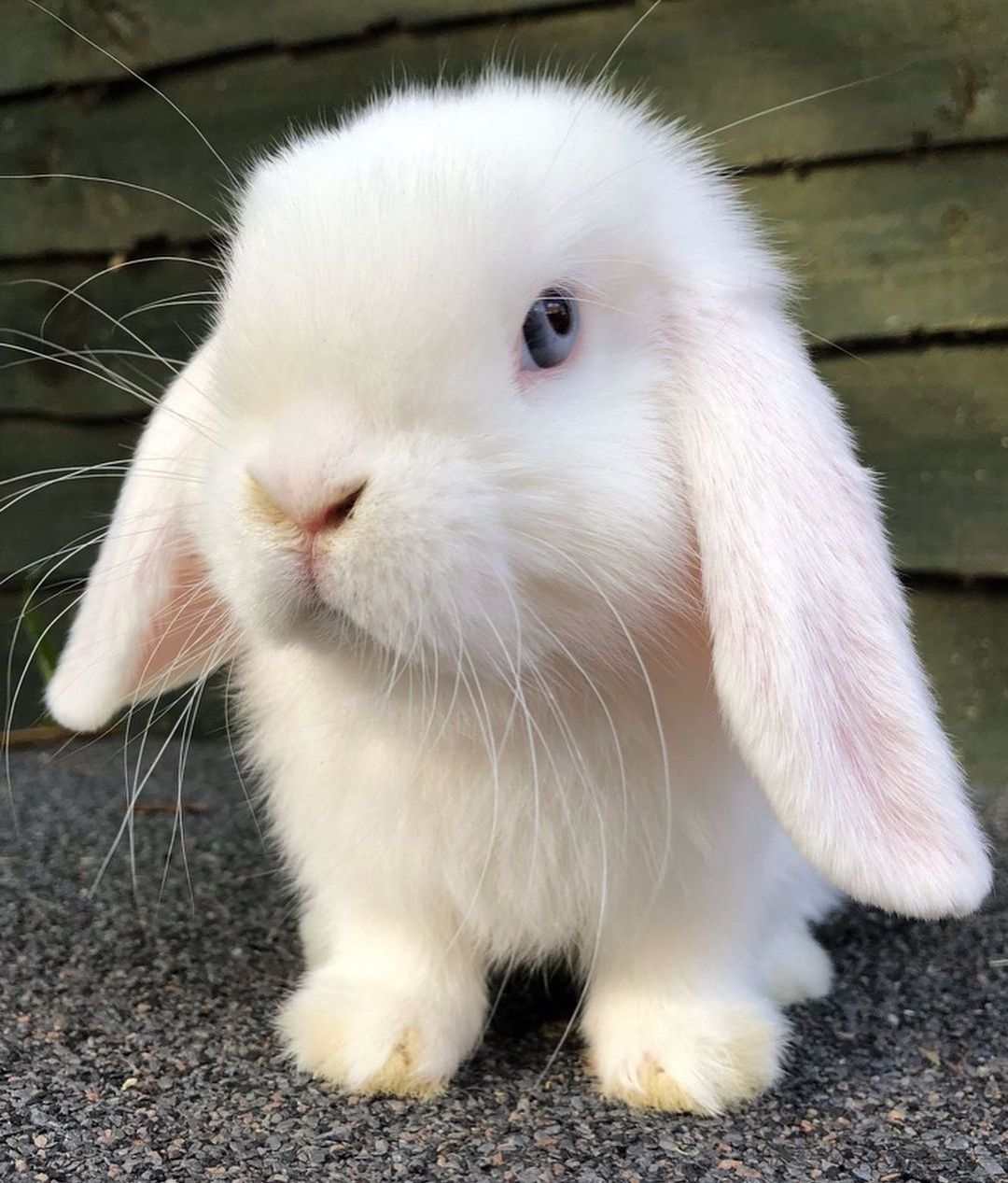 KIT Coelhos anões orelhudos, mini lop super inteligentes e meigos