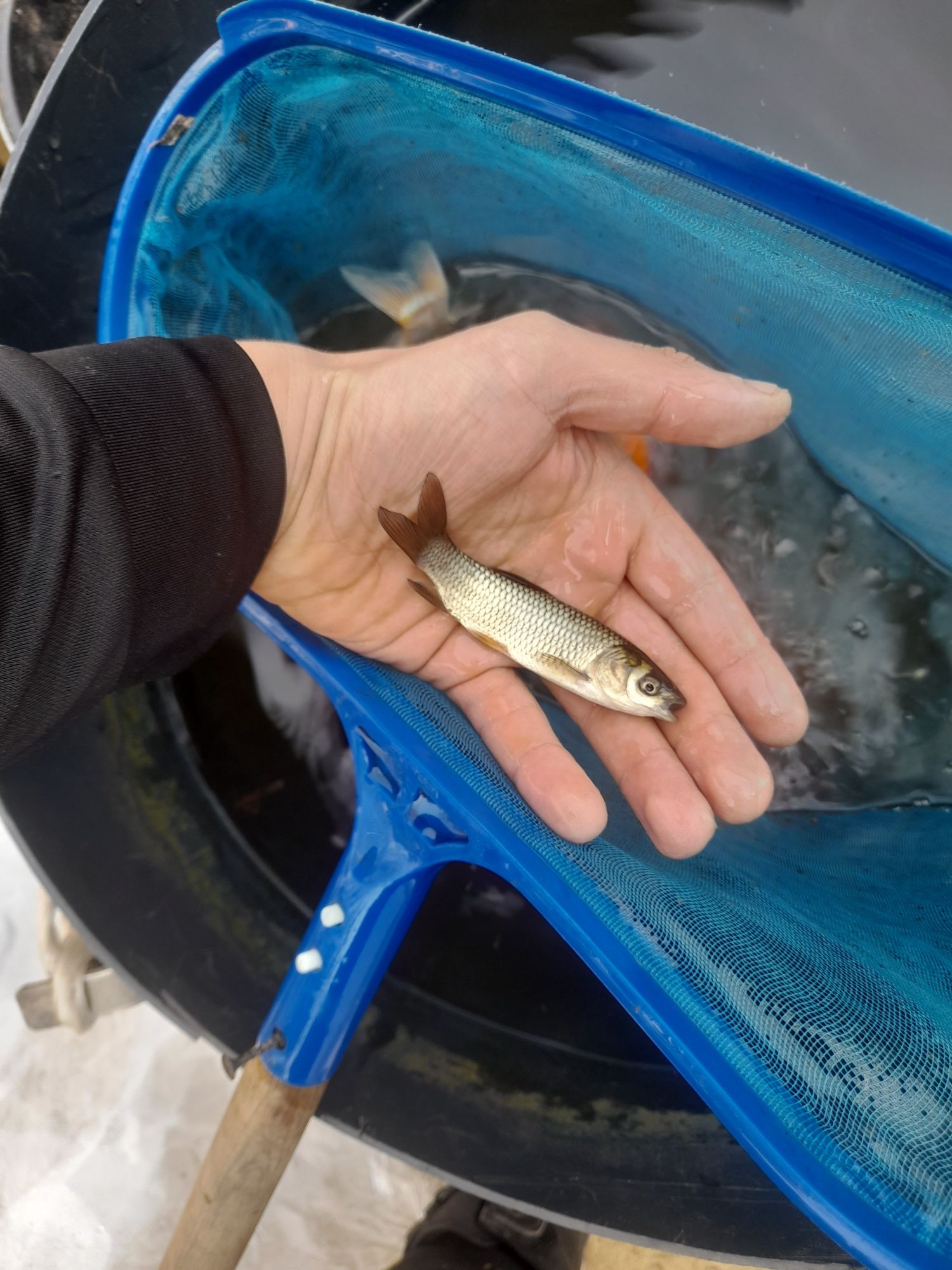 Ryby do oczka wodnego Jesiotr Karp Szczupak Lin Karaś koi,Karp Koi,Sum