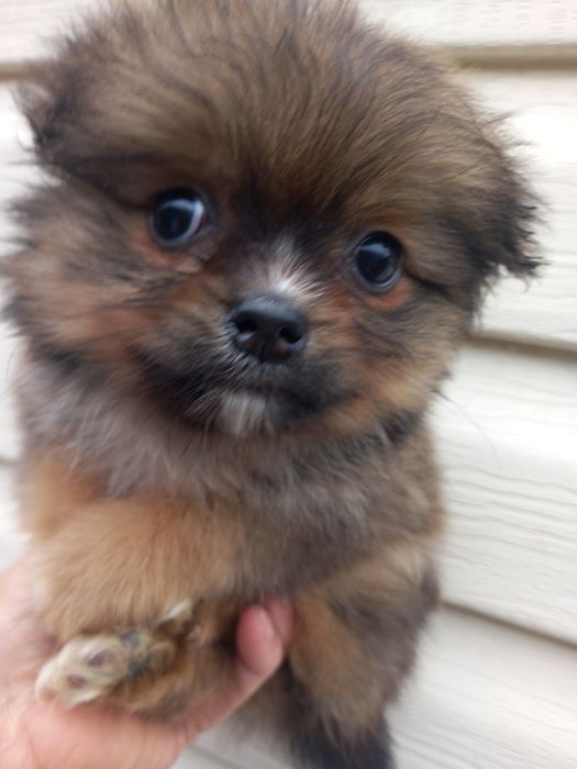 Девочка красавица померанский шпиц