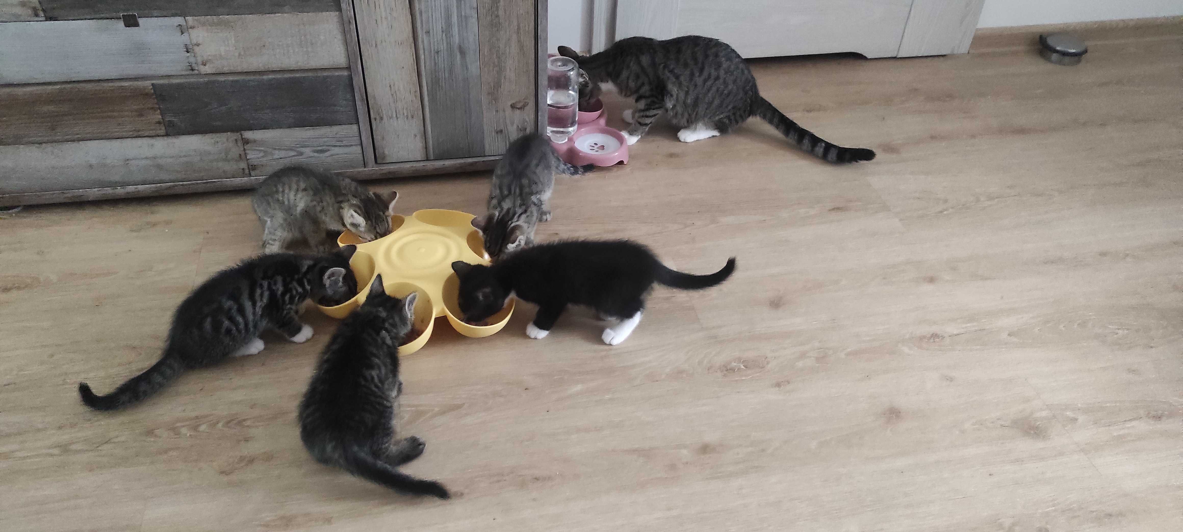 Kotki do adopcji