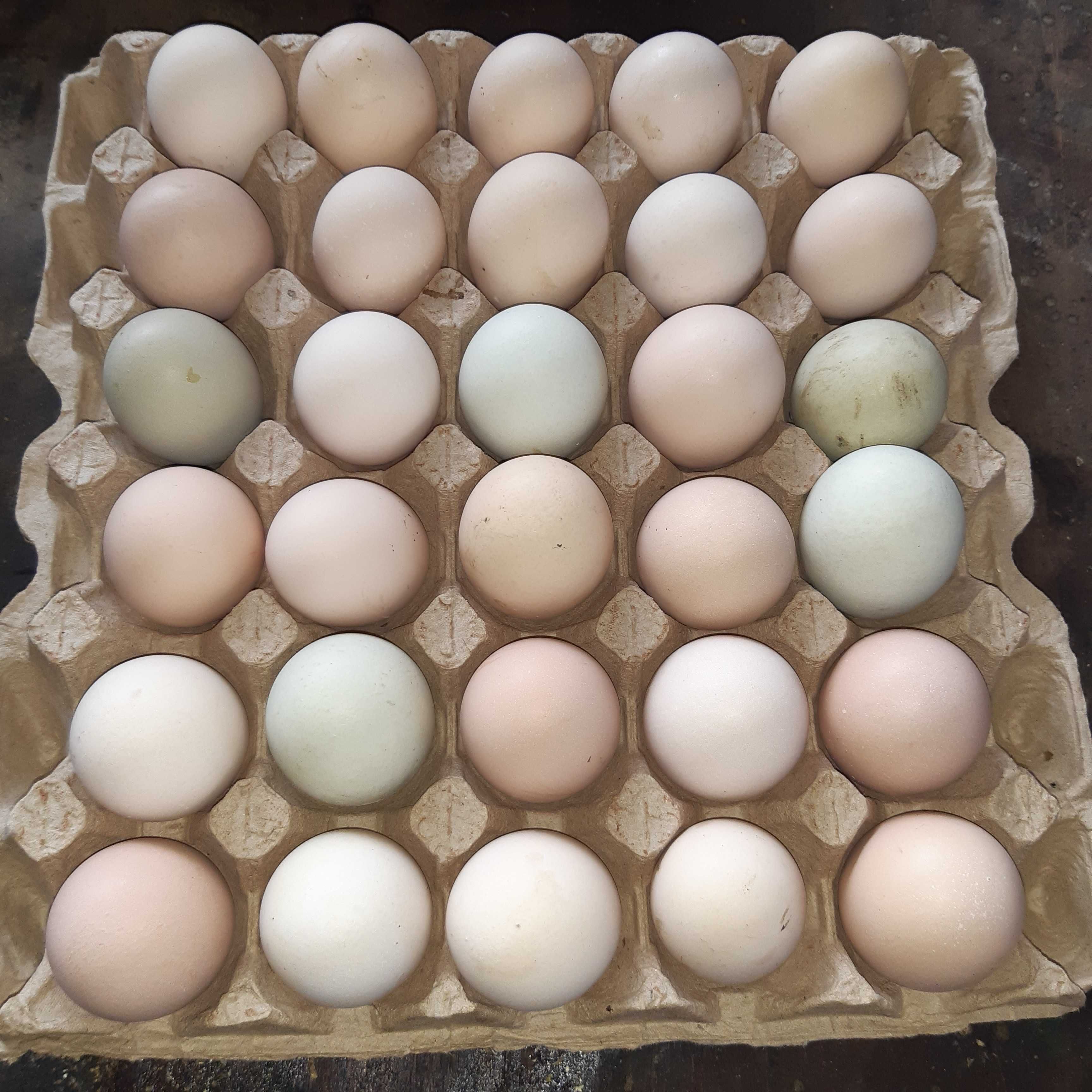 Яйце інкубаційні, харчові